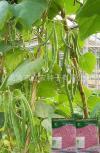 其他农作物种子、种苗-厂家生产供应 荷兰豆种子 蔬菜种子 豌豆种子 荷兰豆 万瑞604_商务联盟