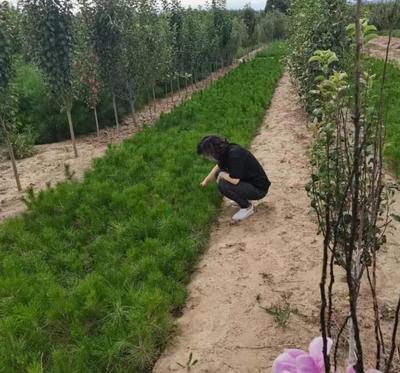 市林种苗站到涿鹿检查林木种子生产经营执法工作