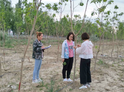 兵团第四师林木种苗管理站赴团场开展苗木质量抽查工作